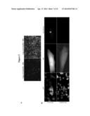 CAPSID-FREE AAV VECTORS, COMPOSITIONS, AND METHODS FOR VECTOR PRODUCTION     AND GENE DELIVERY diagram and image