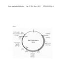 MMTV-SV40-Spy1A and Spy1A-pTRE transgenic mouse models diagram and image