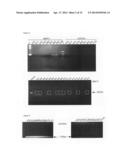 MMTV-SV40-Spy1A and Spy1A-pTRE transgenic mouse models diagram and image