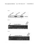 MMTV-SV40-Spy1A and Spy1A-pTRE transgenic mouse models diagram and image