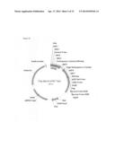 MMTV-SV40-Spy1A and Spy1A-pTRE transgenic mouse models diagram and image