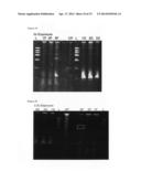 MMTV-SV40-Spy1A and Spy1A-pTRE transgenic mouse models diagram and image