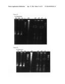 MMTV-SV40-Spy1A and Spy1A-pTRE transgenic mouse models diagram and image