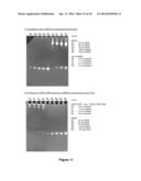 RNA CONSTRUCTS diagram and image