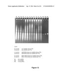 RNA CONSTRUCTS diagram and image