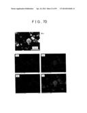 METHOD OF PRODUCING SULFIDE COMPOUND SEMICONDUCTOR BY USE OF SOLVOTHERMAL     METHOD AND ROD-LIKE CRYSTAL OF SULFIDE COMPOUND SEMICONDUCTOR diagram and image