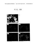 METHOD OF PRODUCING SULFIDE COMPOUND SEMICONDUCTOR BY USE OF SOLVOTHERMAL     METHOD AND ROD-LIKE CRYSTAL OF SULFIDE COMPOUND SEMICONDUCTOR diagram and image