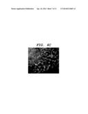 CENTRAL NERVOUS SYSTEM LABELLING COMPOSITION FOR INTRANASAL ADMINISTRATION     AND LABELLING METHOD AND SCREENING METHOD USING CENTRAL NERVOUS SYSTEM     LABELLING COMPOSITION FOR INTRANASAL ADMINISTRATION diagram and image