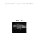 CENTRAL NERVOUS SYSTEM LABELLING COMPOSITION FOR INTRANASAL ADMINISTRATION     AND LABELLING METHOD AND SCREENING METHOD USING CENTRAL NERVOUS SYSTEM     LABELLING COMPOSITION FOR INTRANASAL ADMINISTRATION diagram and image