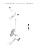 NUCLEIC ACID PROBES AND METHODS OF USING THE SAME diagram and image