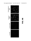 NUCLEIC ACID PROBES AND METHODS OF USING THE SAME diagram and image