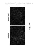 NUCLEIC ACID PROBES AND METHODS OF USING THE SAME diagram and image