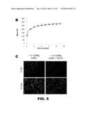 NUCLEIC ACID PROBES AND METHODS OF USING THE SAME diagram and image