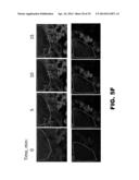 NUCLEIC ACID PROBES AND METHODS OF USING THE SAME diagram and image