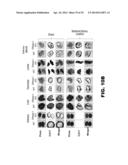 NUCLEIC ACID PROBES AND METHODS OF USING THE SAME diagram and image