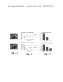 MAGNETIC RELAXOMETRY USING MAGNETIZATION AND MEASUREMENT FIELDS diagram and image