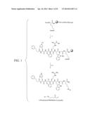 MELANOCORTIN 1 RECEPTOR LIGANDS AND METHODS OF USE diagram and image