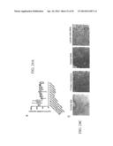 MELANOCORTIN 1 RECEPTOR LIGANDS AND METHODS OF USE diagram and image