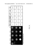 MELANOCORTIN 1 RECEPTOR LIGANDS AND METHODS OF USE diagram and image