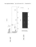 MELANOCORTIN 1 RECEPTOR LIGANDS AND METHODS OF USE diagram and image