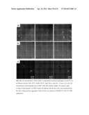 CROSSLINKED POLYMER NANO-ASSEMBLIES AND USES THEREOF diagram and image