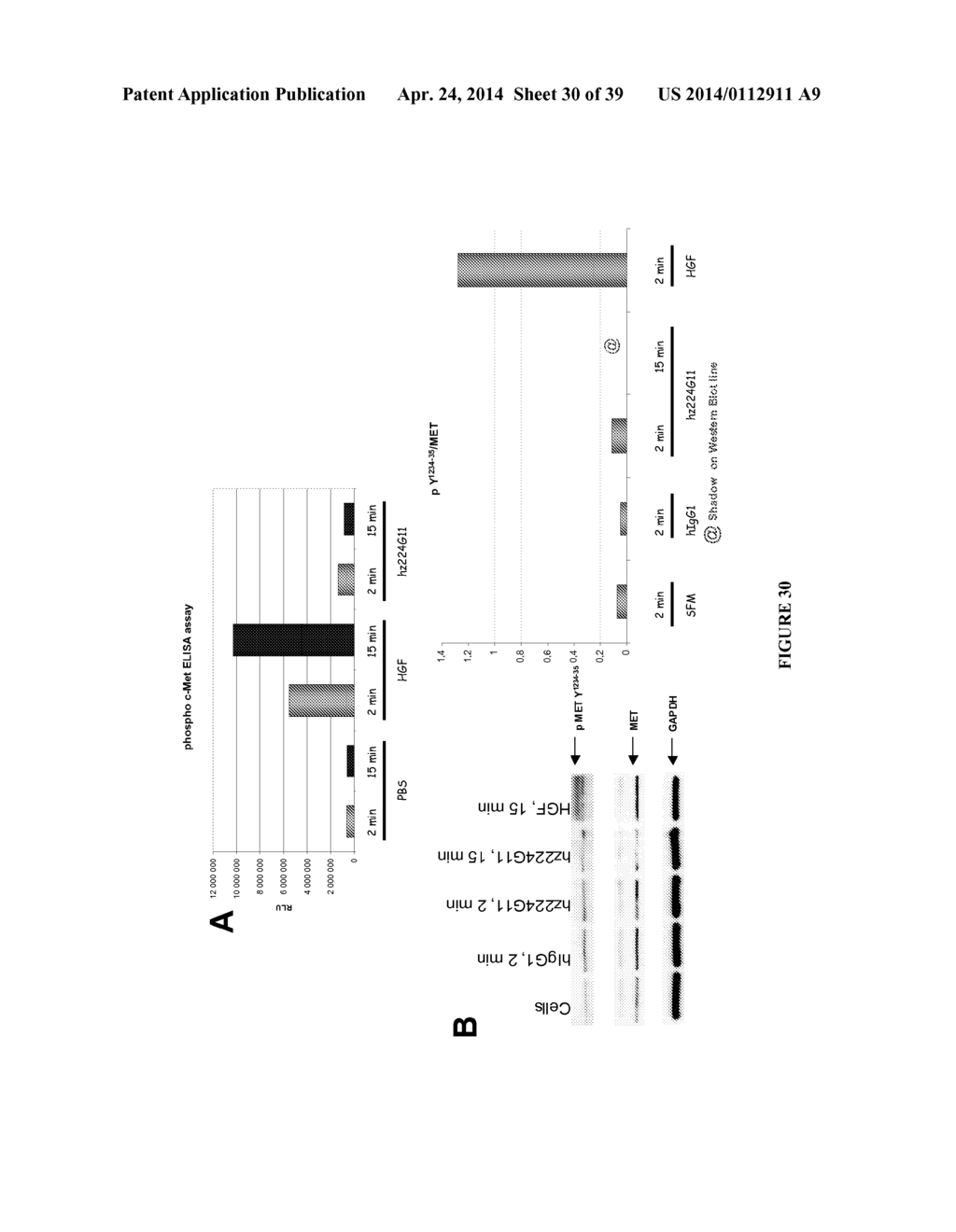 NOVEL ANTI-CMET ANTIBODY - diagram, schematic, and image 31