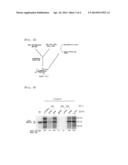 EPITOPE AND ITS USE OF HEPATITIS B VIRUS SURFACE ANTIGEN diagram and image