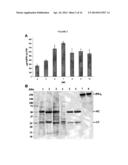 BISPECIFIC MONOCLONAL ANTIBODY THERAPEUTICS AGAINST WEST NILE VIRUS WITH     IMPROVED CNS PENETRATION diagram and image