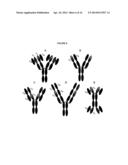 BISPECIFIC MONOCLONAL ANTIBODY THERAPEUTICS AGAINST WEST NILE VIRUS WITH     IMPROVED CNS PENETRATION diagram and image