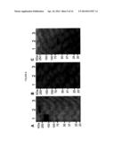 BISPECIFIC MONOCLONAL ANTIBODY THERAPEUTICS AGAINST WEST NILE VIRUS WITH     IMPROVED CNS PENETRATION diagram and image