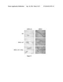 Method to Produce Virus in Cultured Cells diagram and image