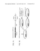 COMPOSITIONS AND METHODS FOR DOWNREGULATING PROKARYOTIC GENES diagram and image