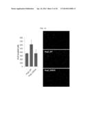 PEPTIDE FOR INHIBITION OF BINDING BETWEEN ANGIOPOIETIN-2 AND INTEGRIN AND     USE THEREOF diagram and image