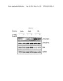 PEPTIDE FOR INHIBITION OF BINDING BETWEEN ANGIOPOIETIN-2 AND INTEGRIN AND     USE THEREOF diagram and image