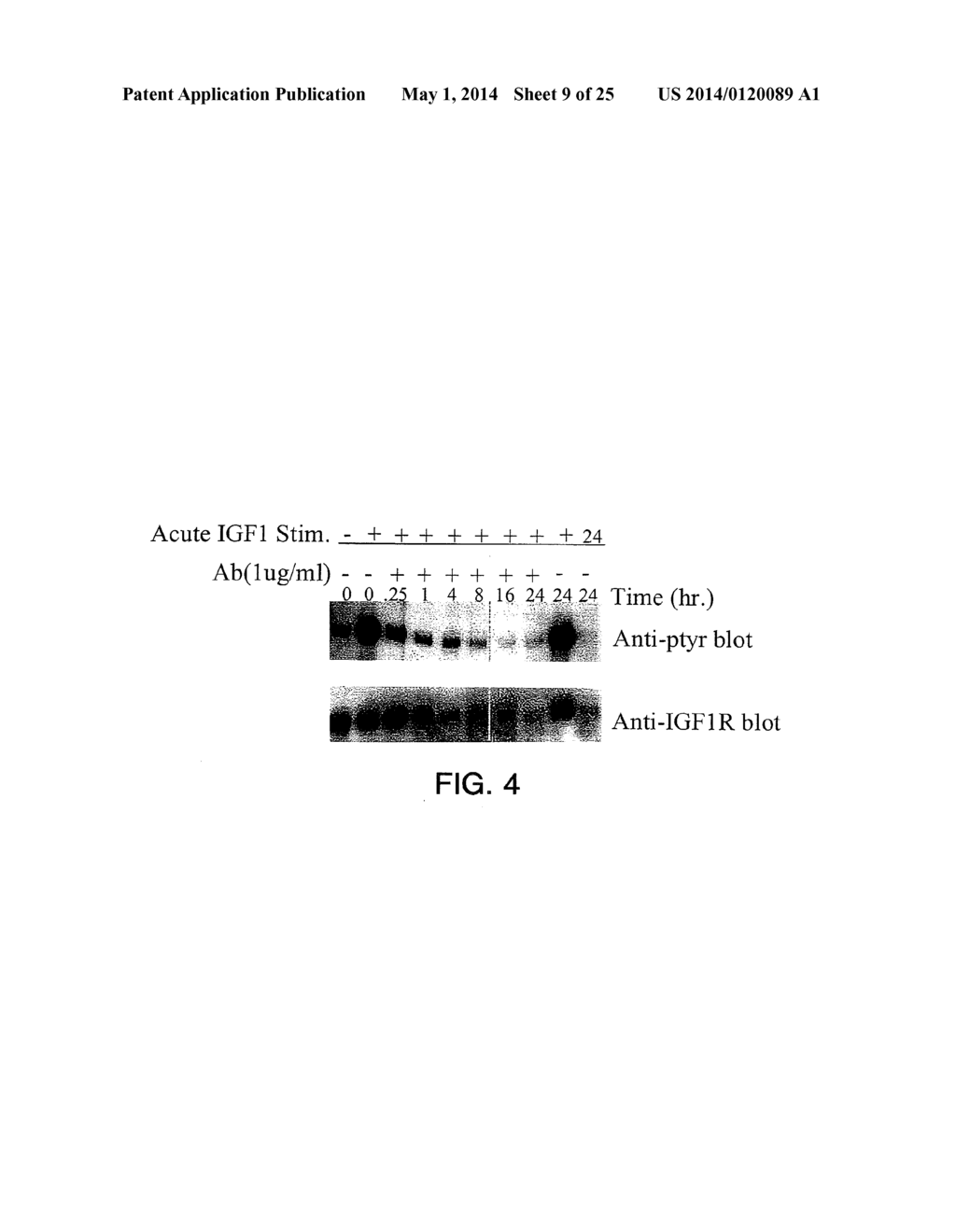 ANTIBODIES TO INSULIN-LIKE GROWTH FACTOR I RECEPTOR - diagram, schematic, and image 10