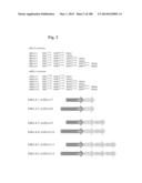 BISPECIFIC BINDING MOLECULES FOR ANTI-ANGIOGENESIS THERAPY diagram and image