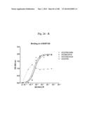 BISPECIFIC BINDING MOLECULES FOR ANTI-ANGIOGENESIS THERAPY diagram and image