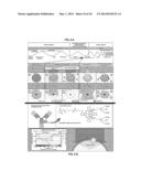 PHOTOSENSITIZING ANTIBODY-FLUOROPHORE CONJUGATES diagram and image