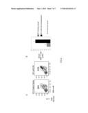 MIR-155 ENHANCEMENT OF CD8+ T CELL IMMUNITY diagram and image