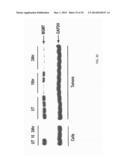 TARGETED LIPOSOMES diagram and image