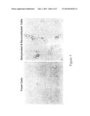 Desiccated Biologics And Methods Of Preparing The Same diagram and image