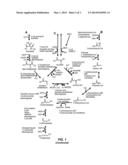 METHODS, COMPOSITIONS AND SYSTEMS FOR BIOSYNTHETIC BIO-PRODUCTION OF 1,4     BUTANEDIOL diagram and image