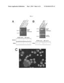 METHOD OF TREATING LUNG ADENOCARCINOMA diagram and image