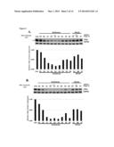 C-MYC ANTISENSE OLIGONUCLEOTIDES AND METHODS FOR USING THE SAME TO TREAT     CELL-PROLIFERATIVE DISORDERS diagram and image
