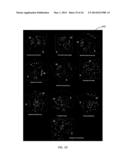 CLASSIFICATION OF NUCLEOTIDE SEQUENCES BY LATENT SEMANTIC ANALYSIS diagram and image