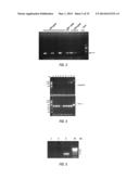 ARABIDOPSIS NONHOST RESISTANCE GENE(S) AND USE THEREOF TO ENGINEER DISEASE     RESISTANT PLANTS diagram and image