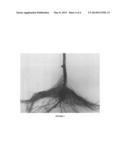 Plant Growth Mixture Enhancing Deep Plant Root Growth and Signaling for     Drought Tolerance diagram and image