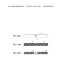 IMAGE PROCESSING APPARATUS AND PIXEL INTERPOLATION METHOD diagram and image