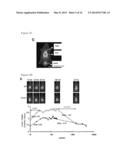 Using GNMT as a Novel Therapeutic or Preventing Agent for Fatty Liver     Related Diseases diagram and image