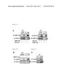 Using GNMT as a Novel Therapeutic or Preventing Agent for Fatty Liver     Related Diseases diagram and image